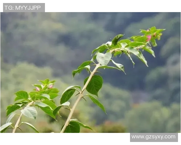 中国足球名言精粹十句激励人心的智慧与激情之声