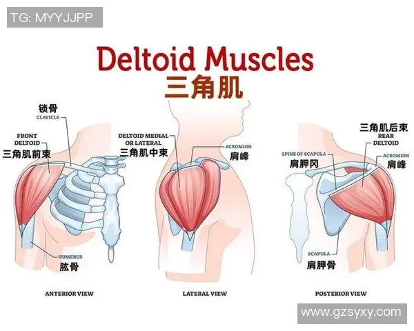 提升肩部力量与线条的三角肌哑铃训练全攻略